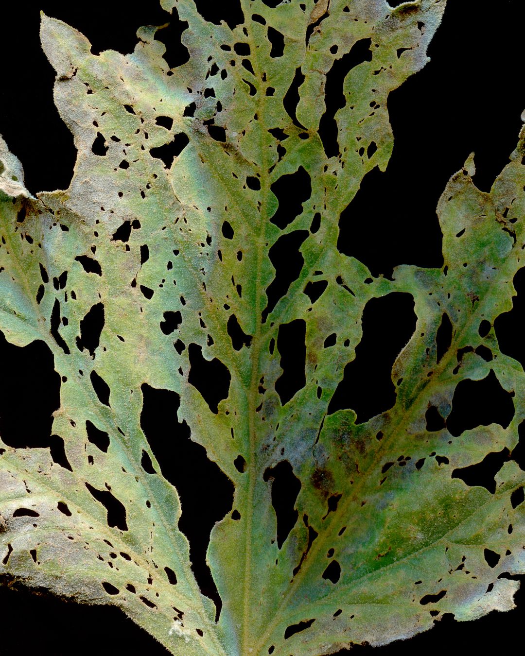 teaser3x.jpg by Eric Wrenn Office